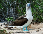 MG 4069 Blue Footed Boobie